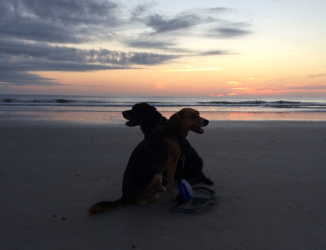 Oct 2015 best dogs sunset